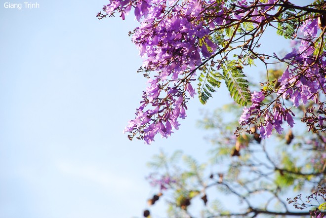 Trees in full bloom in Da Lat City - ảnh 7